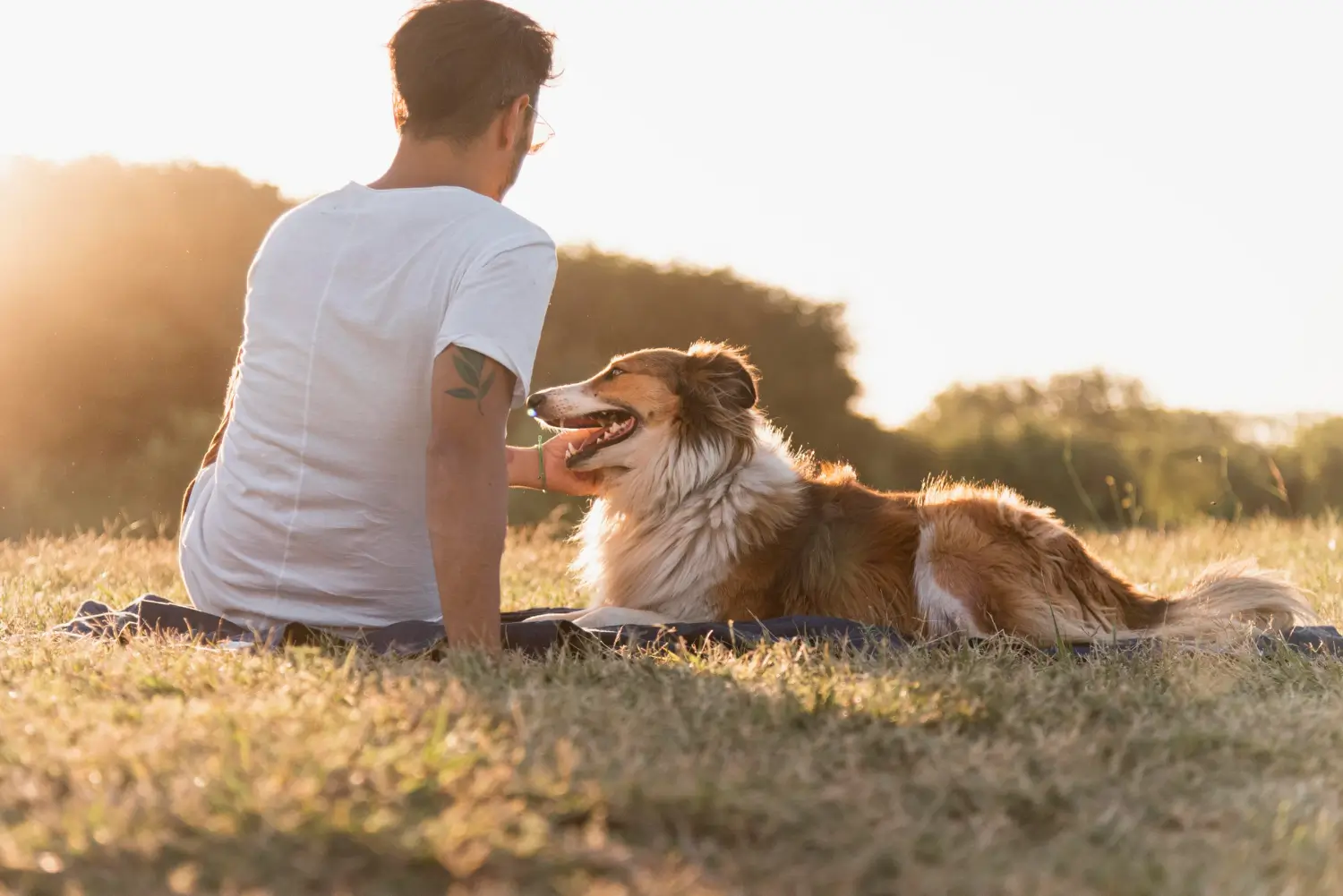 Pet-Friendly Communities in Dubai: Where You and Your Pets Will Feel at Home